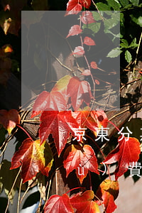 京東分期免息付款流程(京東分期免手續(xù)費怎么弄)