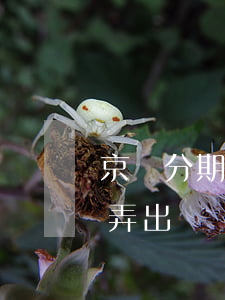 京東分期免息券怎么弄(京東分期免息券怎么弄出來)