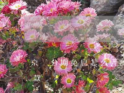 京東分期免息怎么弄的(京東分期免息怎么付款)
