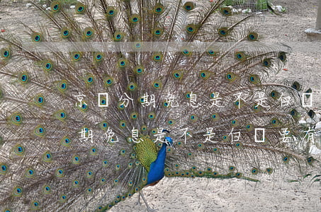 京東分期免息是不是白條要有額度-京東分期免息是不是白條要有額度才能用