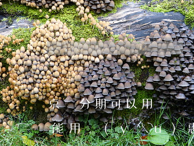 京東分期可以用滿減嗎(京東上面分期還能不能用優(yōu)惠券)