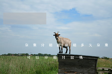 京東分期能逾期多久(京東金融逾期兩個月還可以分期付款嗎)
