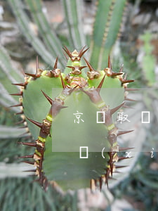 京東取現(xiàn)逾期了怎么辦 京東取現(xiàn)金申請失敗