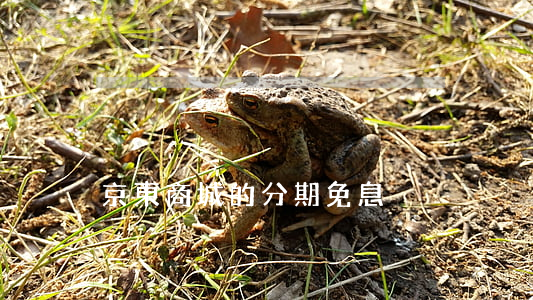 京東商城的分期免息