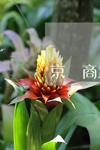 京東商城金條逾期一天