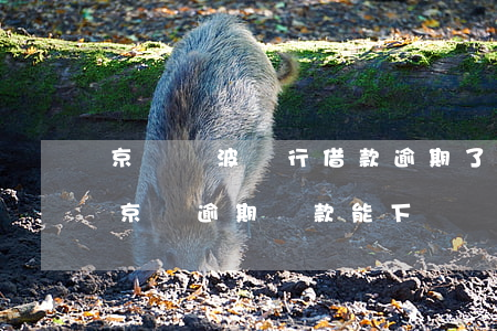 京東寧波銀行借款逾期了會(huì)怎樣(京東逾期貸款能下來嗎)