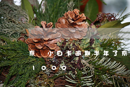 京東小白卡逾期半年了(京東白條逾期兩個月1000塊)