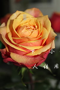 京東小白條逾期后果(京東白條逾期會影響個人信用嗎)