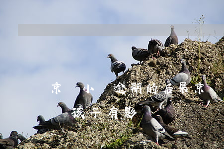 京東小貸逾期的后果(京東金融貸款逾期了會對孩子有影響嗎)