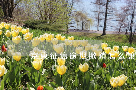 京東征信逾期撤銷(怎么讓京東撤銷征信)