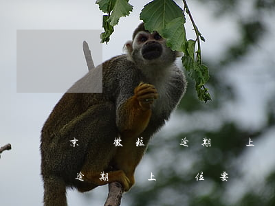 京東微粒貸逾期會上單位要錢嗎（京東微粒貸逾期會上單位要錢嗎）