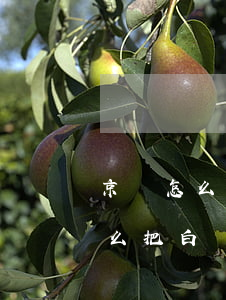 京東怎么把白條欠的錢一次性還清-京東怎么把白條欠的錢一次性還清呢