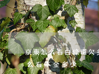 京東怎么看白條還欠多少錢(京東白條逾期怎么看本金多少)