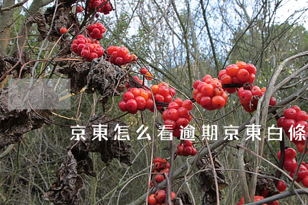 京東怎么看逾期 京東白條逾期怎么查
