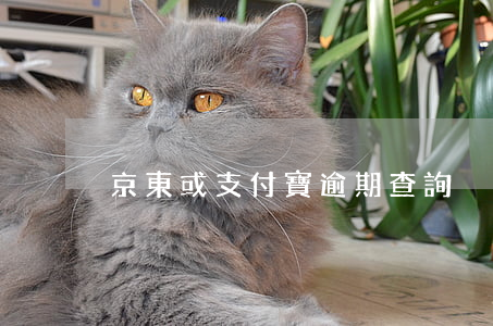 京東或支付寶逾期查詢