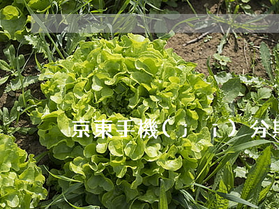 京東手機(jī)分期逾期了找誰