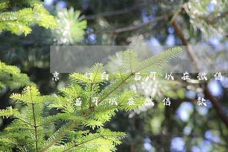 京東打白條后可以在微信還款嗎-京東打白條后可以在微信還款嗎安全嗎