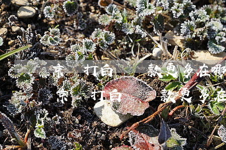 京東打白條還款更多在哪個(gè)頁面-京東打白條還款更多在哪個(gè)頁面找
