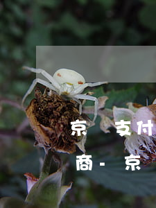京東支付寶欠款太多逾期怎么協(xié)商-京東支付寶欠款太多逾期怎么協(xié)商還款