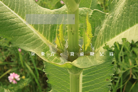 京東方e貸逾期記錄