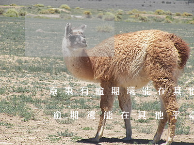 京東有逾期還能在其他平臺申請嗎-京東有逾期還能在其他平臺申請嗎安全嗎