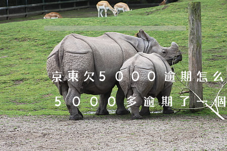 京東欠5000逾期怎么辦-京東金融欠款5000多逾期了一個(gè)月了怎么辦