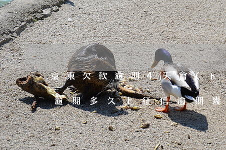京東欠款逾期4天會(huì)上征信(京東逾期多久上征信?逾期幾天上征信)