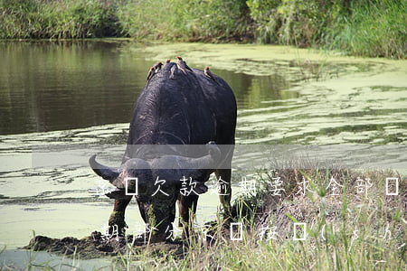 京東欠款逾期要求全部還清可不可以先還逾期部分（京東按時(shí)還款怎么會有逾期）