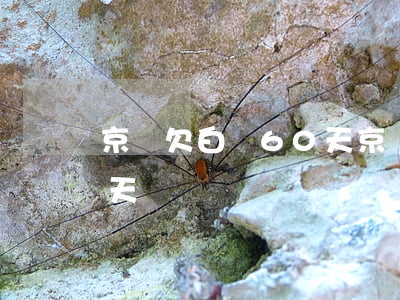 京東欠白條60天(京東白條欠款逾期600天)