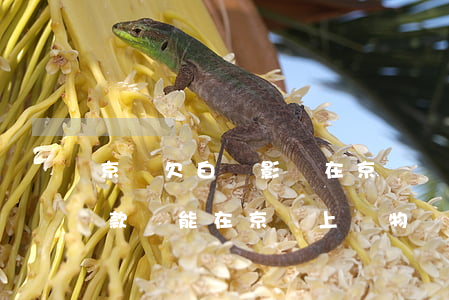 京東欠白條影響在京東購物嗎(京東白條有欠款還能在京東上購物嗎)