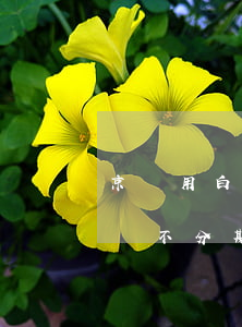 京東用白條不分期什么時候還款-京東用白條不分期什么時候還款好