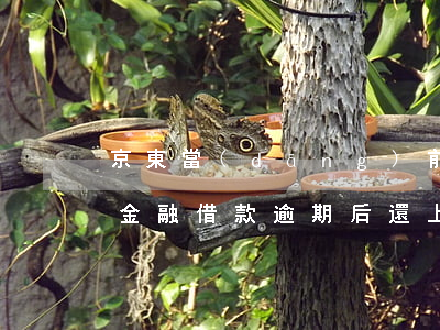京東當(dāng)前逾期還能借錢嗎 京東金融借款逾期后還上款還可以用嗎