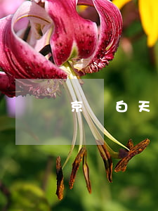 京東白天逾期一年-京東白條逾期1年了