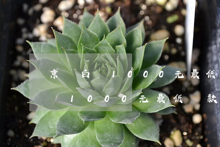 京東白條1000元最低還款多少-京東白條1000元最低還款多少錢(qián)