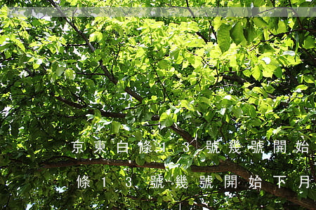 京東白條13號幾號開始下月還款-京東白條13號幾號開始下月還款的