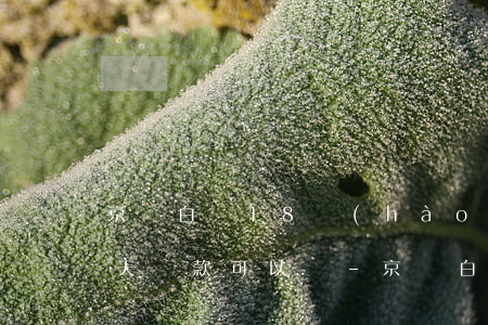 京東白條18號(hào)當(dāng)天還款可以嗎-京東白條18號(hào)當(dāng)天還款可以嗎