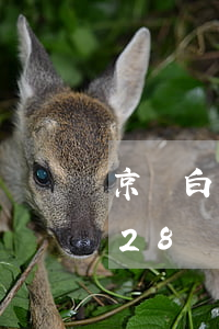 京東白條28號買東西幾號還款-京東白條28號買東西幾號還款啊