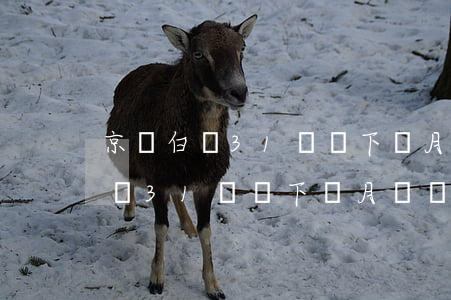 京東白條31號賣下個月幾號還款-京東白條31號賣下個月幾號還款呢