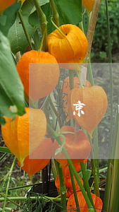京東白條4000逾期