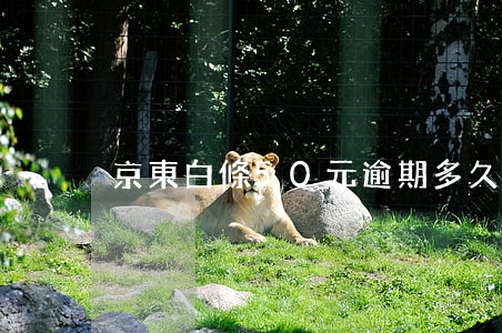 京東白條50元逾期多久上征信
