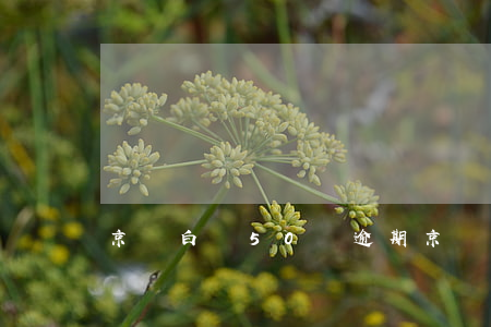京東白條50塊逾期(京東白條50塊逾期)
