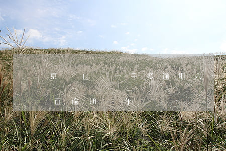 京東白條一千多逾期六十幾天(京東白條欠一百逾期一年)
