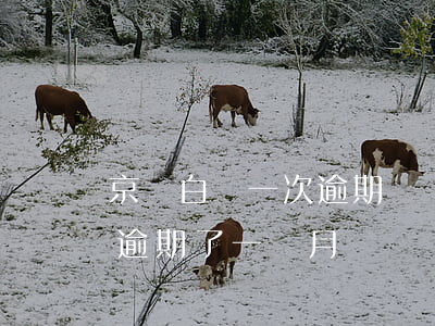 京東白條一次逾期記錄影響(京東白條不小心逾期了一個月)