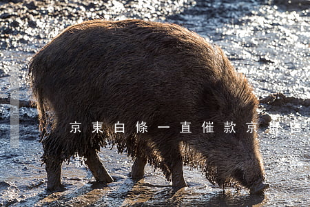 京東白條一直催款（京東白條逾期一天暴力催款）