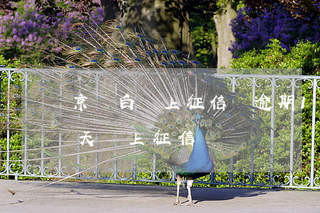 京東白條上征信嗎逾期1天 京東白條逾期1天會上征信嗎