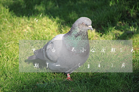 京東白條不小心逾期1天 京東白條不小心逾期了一個(gè)月