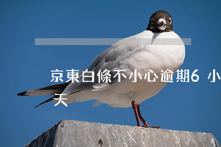 京東白條不小心逾期6小時 京東白條逾期5天
