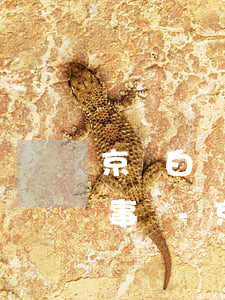 京東白條不欠的情況下不關(guān)有事嗎-京東白條不還會怎么樣?網(wǎng)友:有膽量,你就試試!