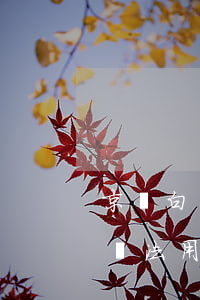 京東白條不能用儲蓄卡怎么還款-京東白條無法用銀行卡還
