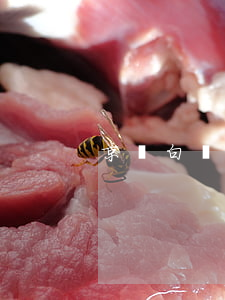 京東白條不逾期